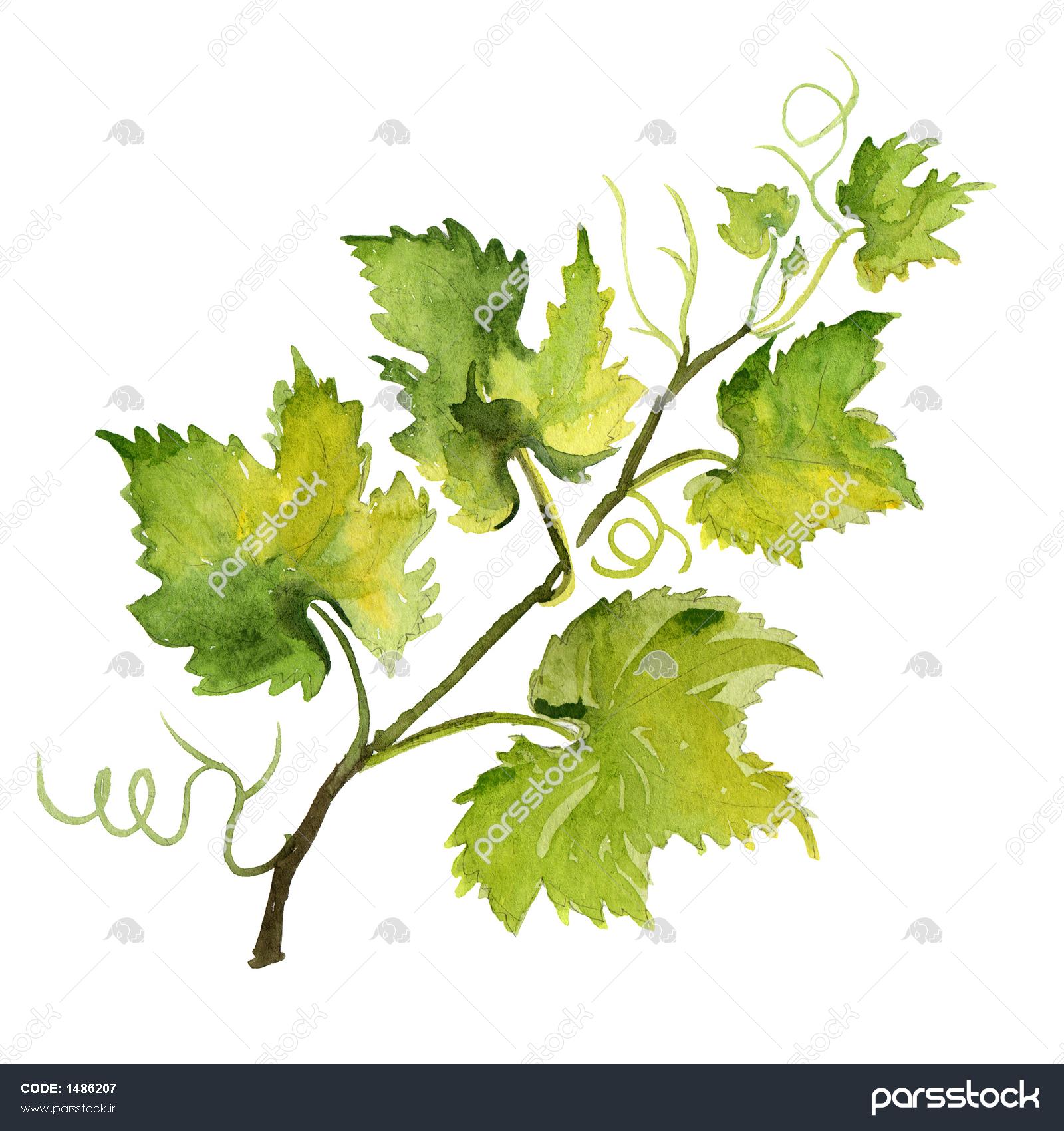 Рисунки акварелью виноградные листочки