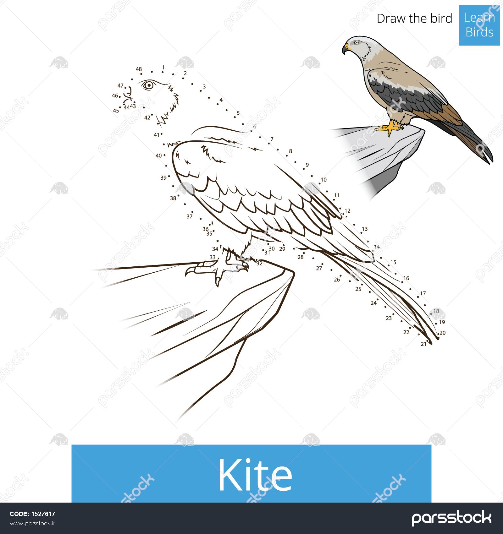 picture of kite bird