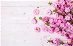 تصویر 1 از گالری عکس طرح پوستر دیواری گل های صورتی زیبا پس زمینه چوبی
