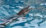 تصویر 1 از گالری عکس دلفین بینی بطری معمولی در دریا
