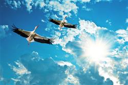 تصویر 1 از گالری عکس پوستر دیواری سه بعدی پرندگان در آسمان آبی