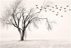 تصویر 1 از گالری عکس پوستر دیواری سه بعدی درخت خشکیده و پرندگان سیاه