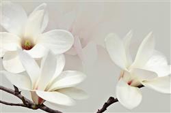 تصویر 1 از گالری عکس شکوفه های سفید درشت طرح پوستر دیواری زیبا