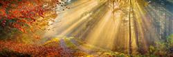 تصویر 1 از گالری عکس پرتوهای نور خورشید در پاییز جنگل