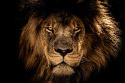 تصویر 1 از گالری عکس چهره شیر سلطان جنگل در زمینه مشکی
