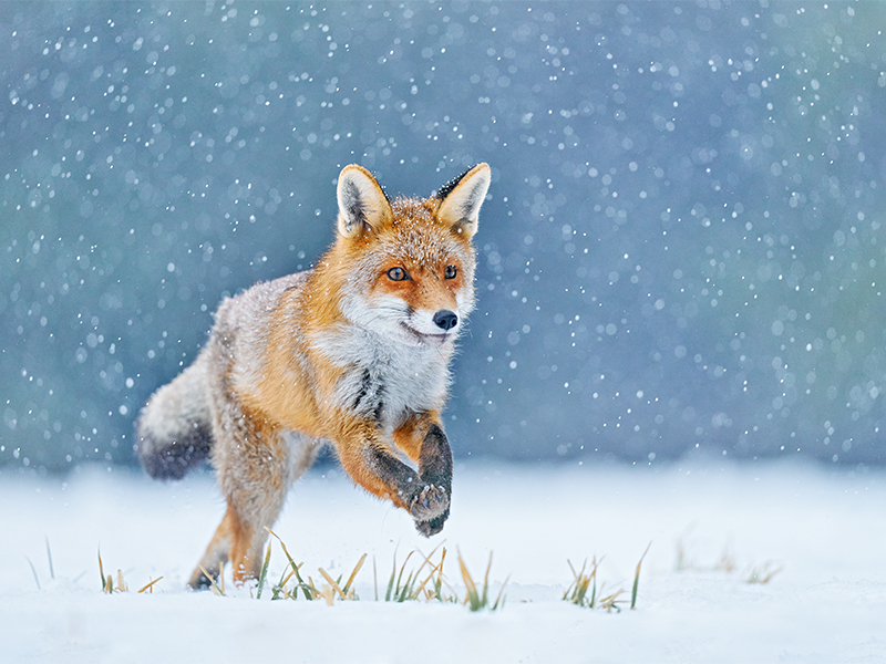 روباه در چمنزار جنگلی زمستانی با برف سفید شکار روباه قرمز Vulpes vulpes صحنه حیات وحش از اروپا حیوان کت خز نارنجی در زیستگاه طبیعت