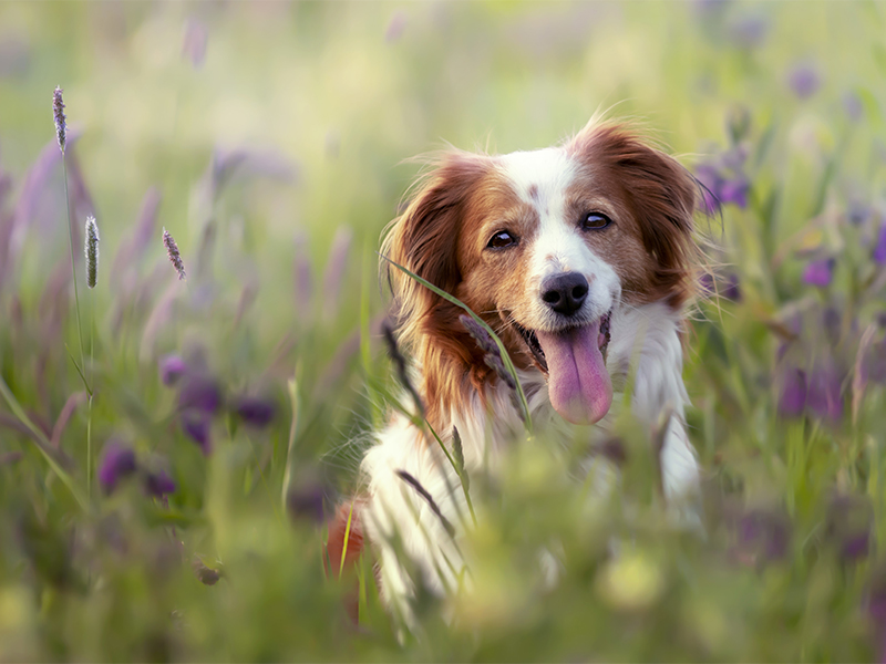 عکس فوکوس انتخابی از یک سگ شایان ستایش kooikerhondje در یک مزرعه