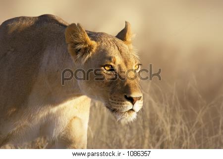 پرتره از یک شیر زن در چمن از بیابان Kgalagadi