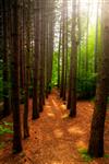 مسیری که با درختان بلند محصور شده است از میان جنگلی سرسبز و سرسبز با پرتوهای درخشان خورشید که از میان درختان می تابد می گذرد