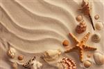 صدف های دریایی با ماسه به عنوان پس زمینه