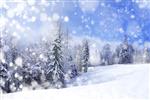 منظره زمستانی زیبا با درختان پوشیده از برف