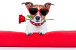 سگ روز ولنتاین که گل رز را در دهان خود نگه می دارد