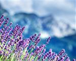 مزارع اسطوخودوس در زیر آلپ فرانسه مرز طبیعی گلهای بنفش کوچک زیبا