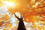 شاخه های رنگارنگ درخت در جنگل آفتابی پس زمینه طبیعی پاییزی