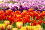 لاله های رنگارنگ در بهار
