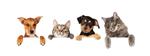 ردیفی از گربه ها و سگ ها که پنجه های خود را روی یک بنر سفید آویزان کرده اند اندازه تصویر متناسب با خط زمانی محبوب رسانه های اجتماعی po plholder