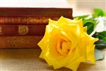 گل رز زرد در مقابل انبوهی از کتاب های قدیمی تمرکز انتخابی