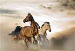 اسب های زیبا از نژادهای مختلف در غروب آفتاب در غبار می دوند