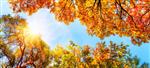 خورشید گرم پاییزی که از میان درختان طلایی می درخشد با آسمان آبی درخشان زیبا