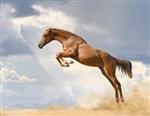 اسب جوان اصیل که روی طبیعت می پرد
