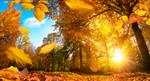 صحنه طلایی پاییز در یک پارک با برگ‌های در حال ریزش خورشید که از میان درختان می‌درخشد و آسمان آبی