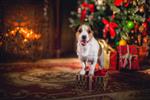 سگ جک راسل در کریسمس