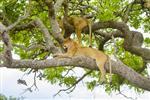شیرها در روز در Serengeti درختان است