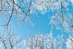 پس زمینه زمستان شاخه های سرد زمستان درختان در برابر آسمان آبی