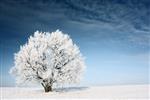 درخت منجمد در زمینه زمستان و آسمان آبی