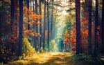 طبیعت پاییز طبیعت صبح زود در جنگل های رنگارنگ با اشعه های خورشید از طریق شاخه های درختان منظره طبیعت با نور خورشید