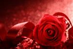 گل رز قرمز با روبان در زمینه بوکه Closeup