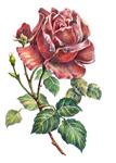 مداد رنگی گل رز تصویر