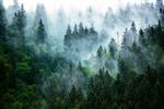 منظره کوهستانی مه آلود و مه آلود با جنگل صنوبر در سبک برش خورده هایپستر