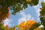 برگ های افرا پاییزی در آسمان آبی با ابرها